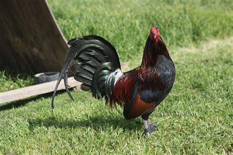 GAMEFOWL FOR SALE (TAYLORS SC) PROVEN TOP. . Game fowl for sale near me